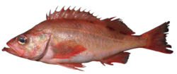 PacificOceanPerchdisplaypic.jpg