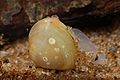 Pea/Fingernail clam (Sphaerium corneum) Family: Sphaeriidae