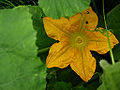 Pumpkin Flower (C. mixta) Species: Cucurbita mixta