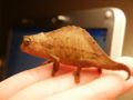 Rhampholeon brevicaudatus Genus: Rhampholeon