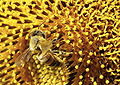 Thumbnail for version as of 19:19, 17 May 2009