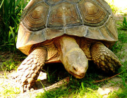 Tortoise 5.jpg