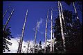Effect of acid rain on trees