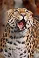 Amur Leopard (P. p. orientalis)