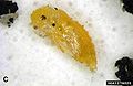 tooth-necked fungus beetle pupae (Laricobius nigrinus) Genus: Laricobius