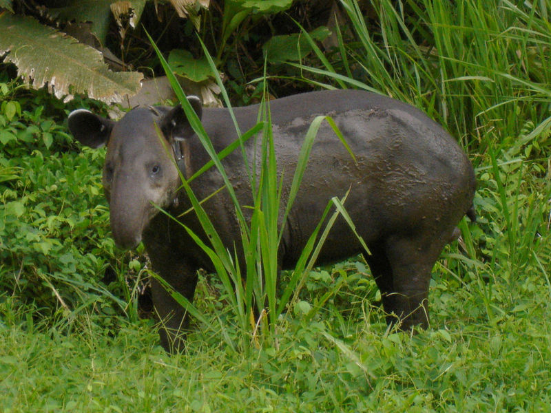 File:Baird's tapir.jpg