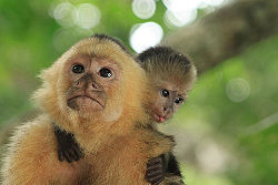 Capuchin and baby.jpg