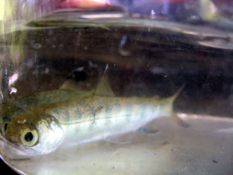 File:Coho salmon fry.jpg