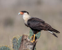 Crested Caracara 1.jpg