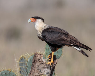 Crested Caracara 1.jpg