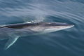 Fin Whale (Balaenoptera physalus) Family: Balaenopteridae