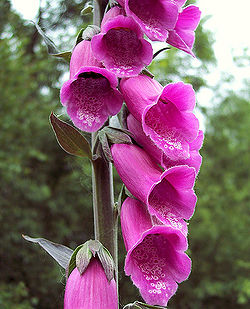 Foxglove 3.jpg