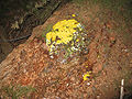 Dog Vomit Slime Mold (Fuligo septica) Infraphylum: Mycetozoa plasmodial phase becomes an aethelium