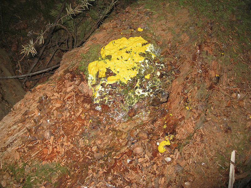 File:FuligoSeptica.jpg