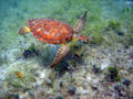 Green Sea Turtle (Chelonia mydas)