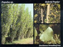 Hybrid Poplar.JPG