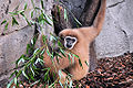 White-handed Gibbon (H. Lar) Genus: Hylobates