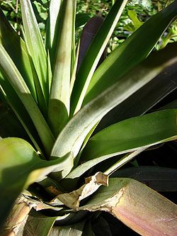 PineappleLeaves.jpg
