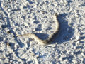 Thumbnail for version as of 18:07, 3 January 2008