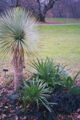 Thompson's Yucca (Y. thompsoniana)