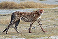 Hunting Leopard (Acinonyx jubatus)