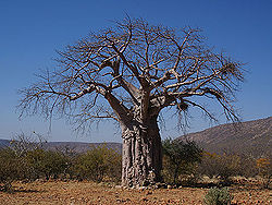 Baobab.jpg