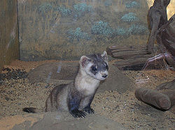 Blackfootedferret1.JPG