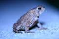 Moonlit Toad Family: Bufonidae