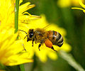 European Honey Bee (Apis mellifera) Family: Apidae