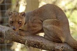 Fossa2.jpg