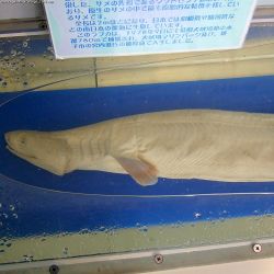 Frilled shark species.jpg