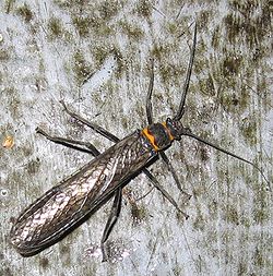 Giant Stonefly.jpg