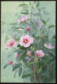 Gossypium(Gossypium australe)