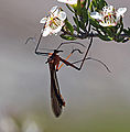 Thumbnail for version as of 04:35, 7 December 2010