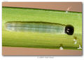 Thumbnail for version as of 01:35, 15 January 2014