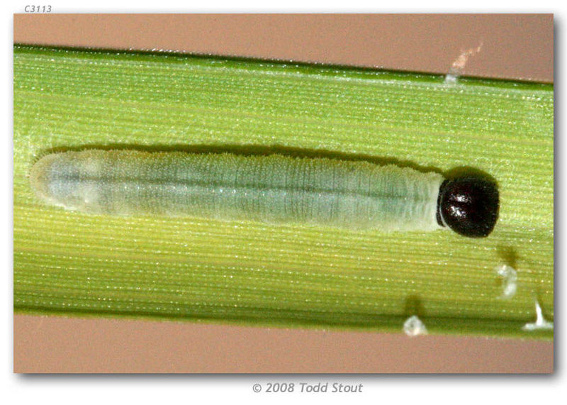 File:Hesperiidae caterpillar-2.jpg