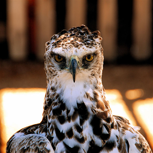 File:Martial Eagle Closeup.jpg