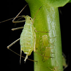 Pea Aphid.jpg