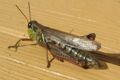 Redlegged grasshopper (Melanoplus femurrubrum) Family: Acrididae