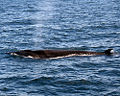 Sei Whale (Balaenoptera borealis) Balaenoptera borealis borealis