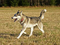 Siberian Husky (C. lupus familiaris) Genus: Canis