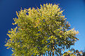 Silver maple (Acer saccharinum)