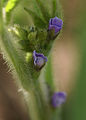 soybean (Glycine max)