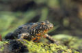 Toad on the hill.