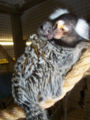 Thumbnail for version as of 12:55, 26 October 2006
