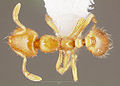 Thief Fire Ant (Solenopsis Molesta)