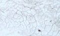 Thumbnail for version as of 13:14, 17 October 2008