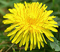 Dandelion Family: Asteraceae Species: T. officinale