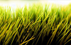Grass1.jpg