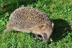 Hedgehog.jpg
